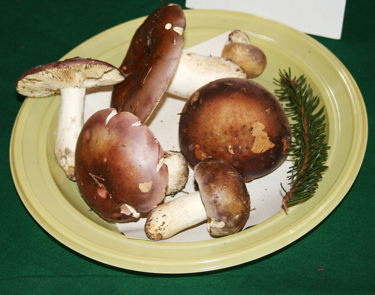 1280px-Russula_vinosa_1.jpg