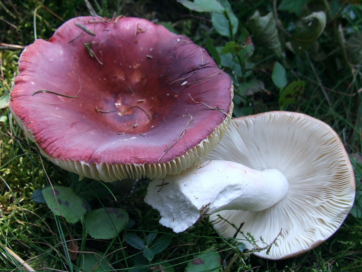 1280px-Russula_vinosa.jpg