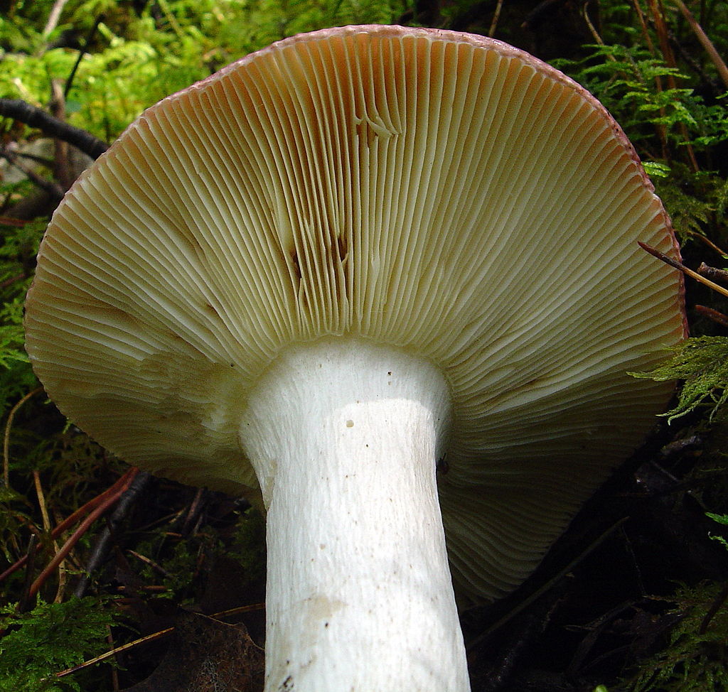 1024px-2007-08-25_Russula_vinosa_Lindblad_83677.jpg