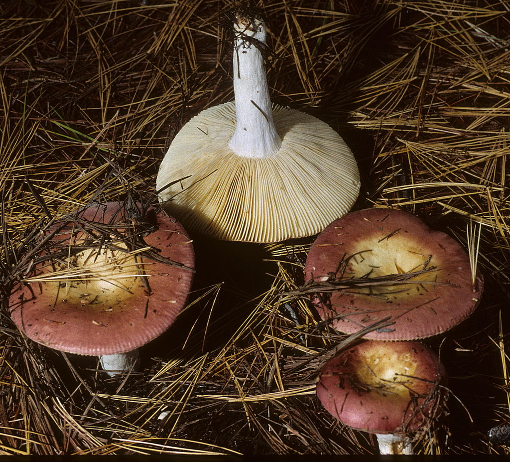 1024px-2006-09-19_Russula_vinosa_Lindblad_73881.jpg