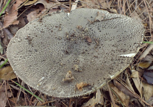 a_sinensis_002.jpg