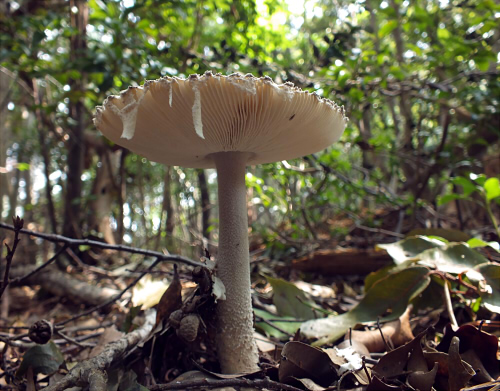 a_sinensis_006.jpg
