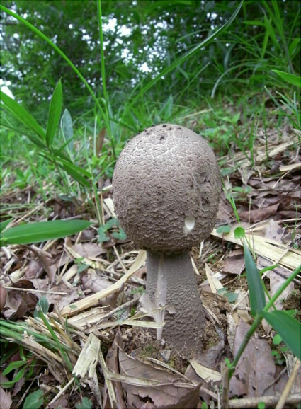 a_sinensis_004.jpg