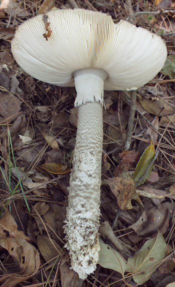 a_sinensis_003.jpg