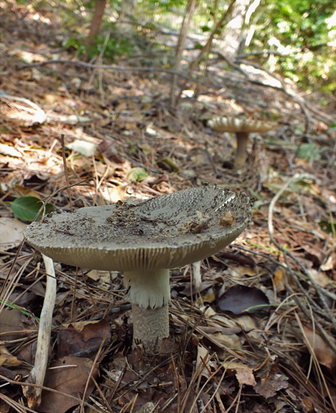 a_sinensis_001.jpg