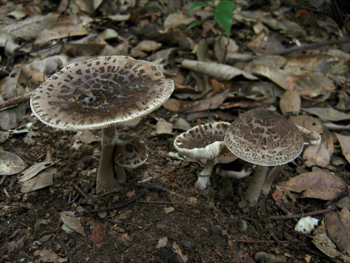 a_spissacea_007.jpg