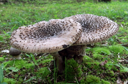 a_spissacea_010.jpg