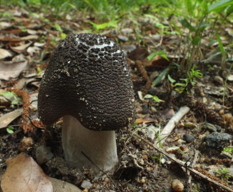 a_spissacea_013.jpg