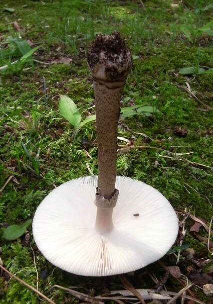 a_spissacea_009.jpg