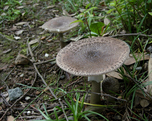 a_spissacea_004.jpg