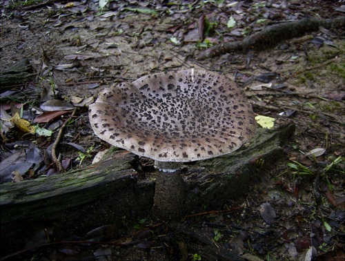 a_spissacea_002.jpg