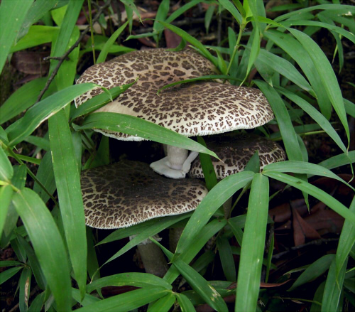 a_spissacea_003.jpg