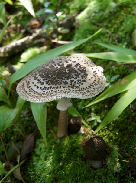 a_spissacea_005.jpg