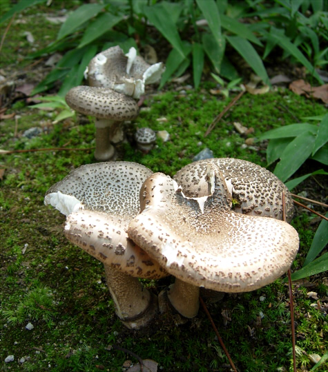 a_spissacea_006.jpg