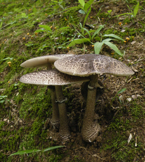 a_spissacea_001.jpg