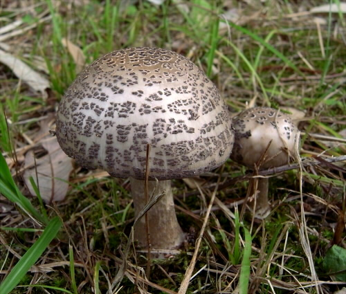 a_spissacea_008.jpg