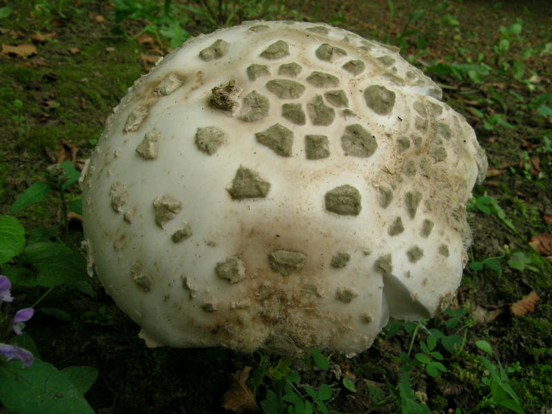 02a-dscn9978_800x600.jpg
