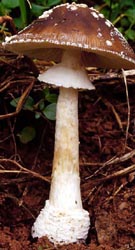 subglob2.jpg