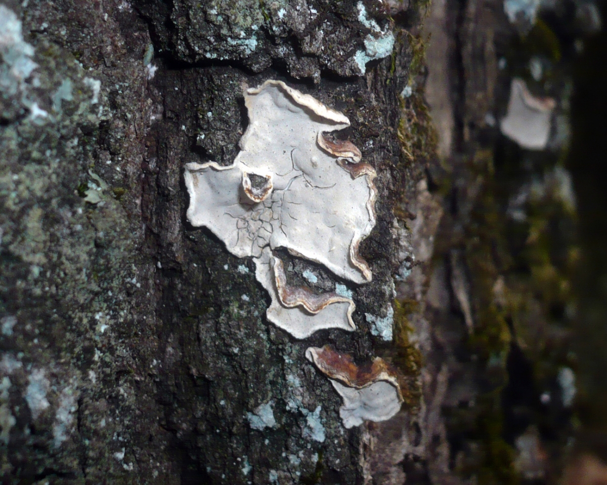 Aleurodiscus_disciformis_221029.jpg