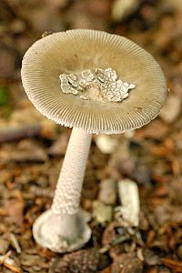 Amanita_spec._-_Lindsey_7a.jpg