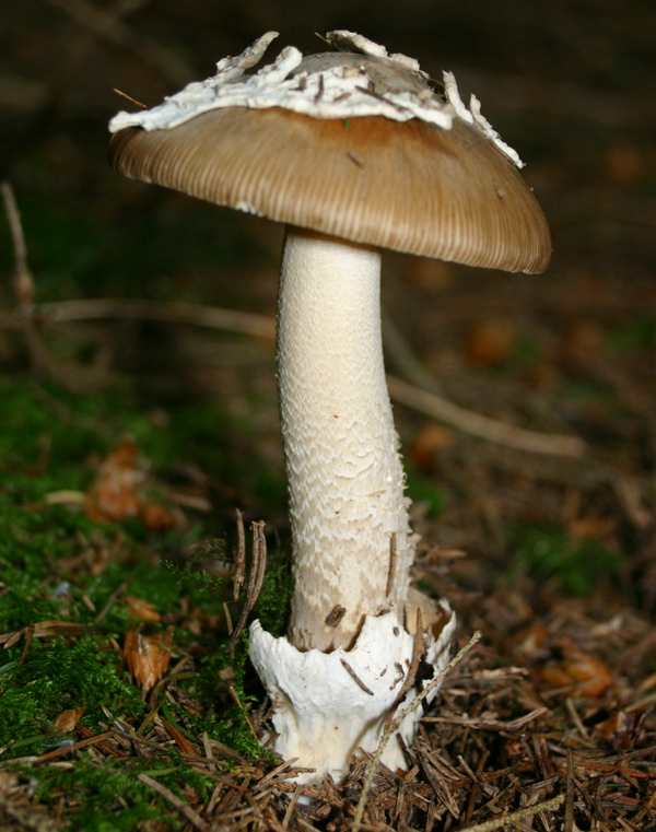 amanita-submembranacea1.jpg