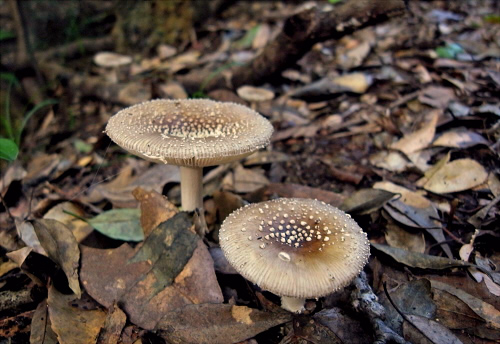 a_sychnopyramis_f_subannulata_004.jpg