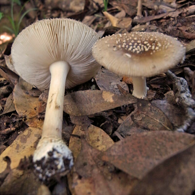 a_sychnopyramis_f_subannulata_006.jpg