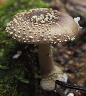 a_sychnopyramis_f_subannulata_008.jpg