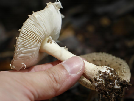 a_sychnopyramis_f_subannulata_003.jpg