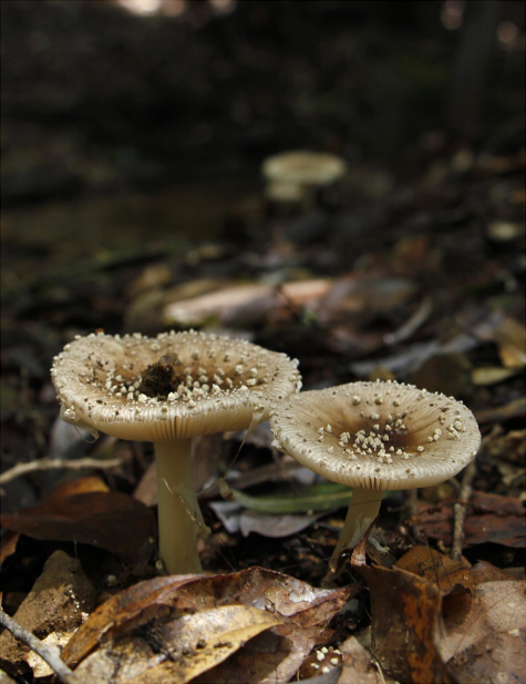 a_sychnopyramis_f_subannulata_001.jpg