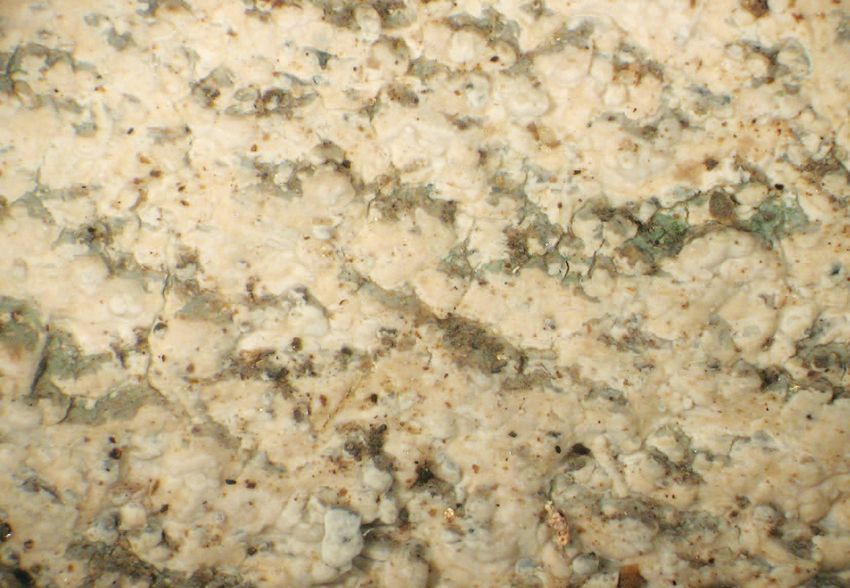 TempF14423_Gloeocystidiellum_porosum.jpg