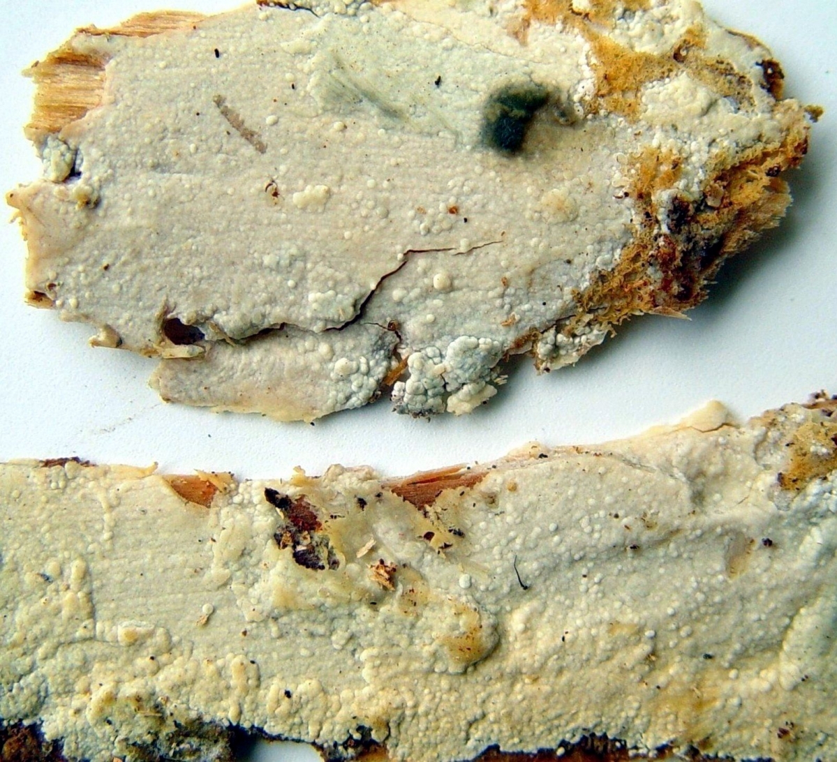 TempF1469_Gloeocystidiellum_porosum1.jpg