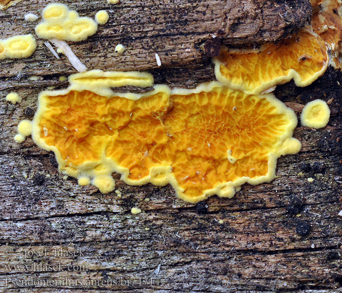 pseudomerulius_aureus_bi7471.jpg