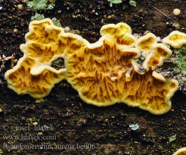 pseudomerulius_aureus_be0067.jpg