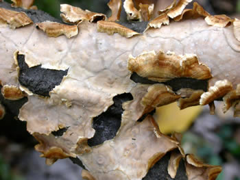 Stereum complicatum colony lines GE.jpg