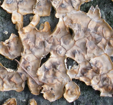 Stereum complicatum colony lines2GE.jpg