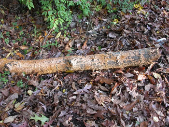 Stereum complicatum logGE.jpg