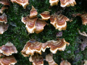 Stereum complicatum top GE.jpg
