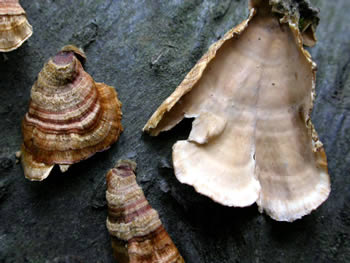 Stereum complicatum top and bottom GE.jpg