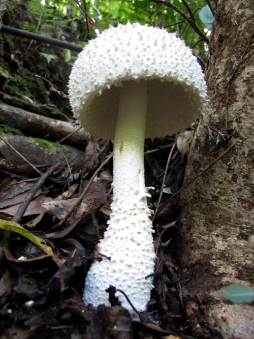 siroonitake-03.jpg