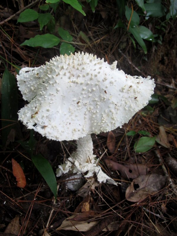 siroonitake-014.JPG