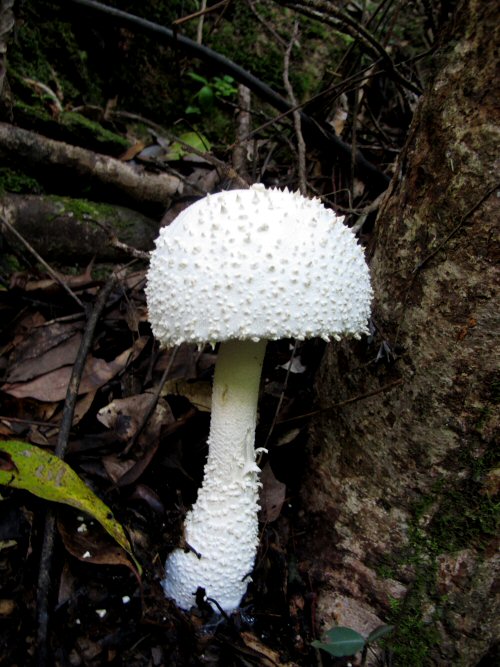 siroonitake-02.jpg