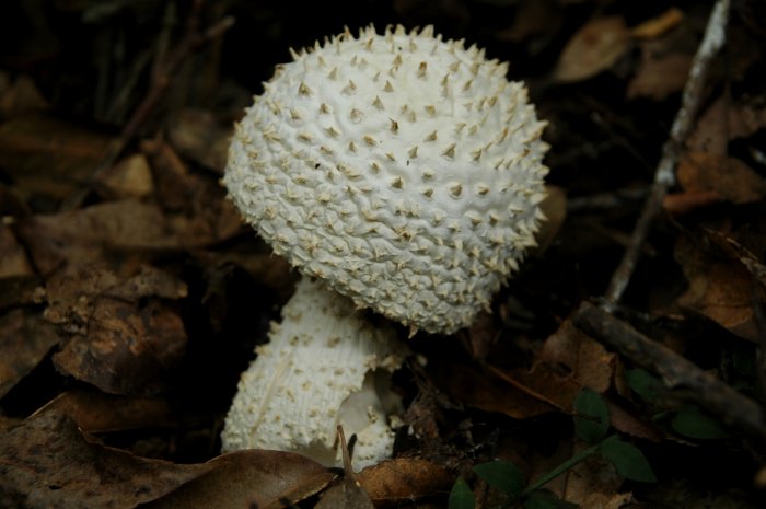 siroonitake002.jpg