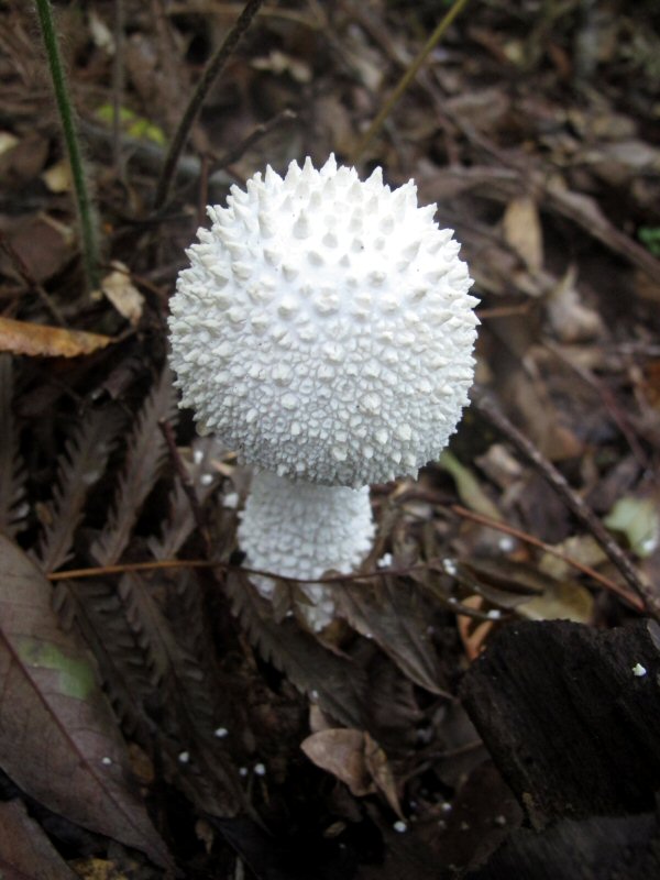siroonitake-011.JPG