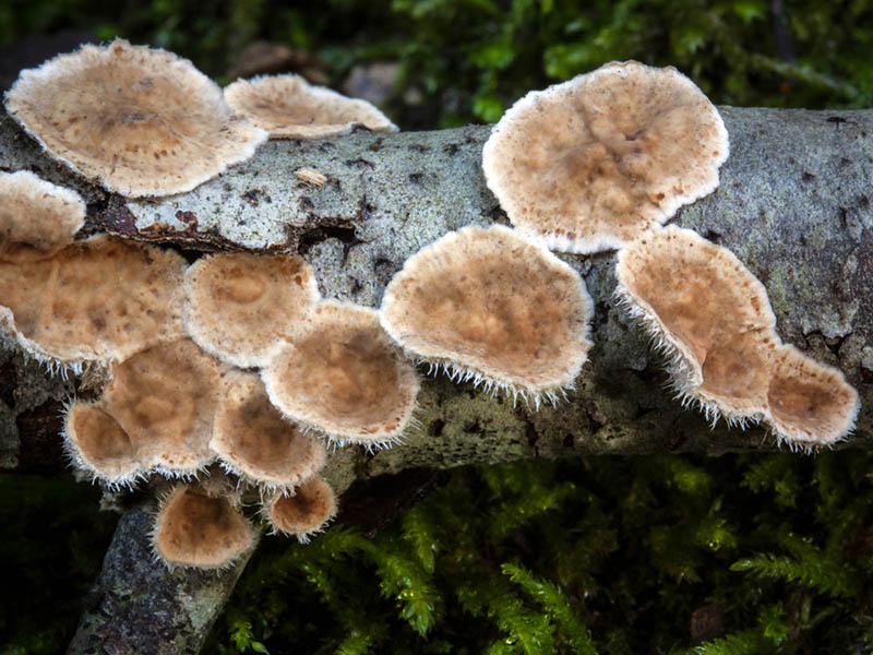 Stereum_ochraceoflavum_mgw-04.jpg