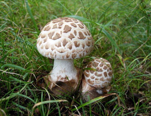 a_volvata_003.jpg
