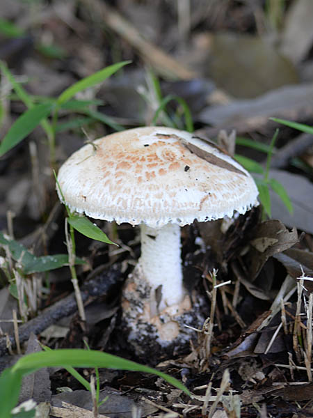 hukuroturutake (1).jpg