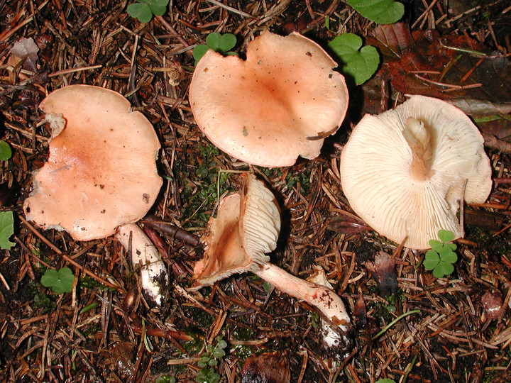 AAAA3732.sized.jpg
