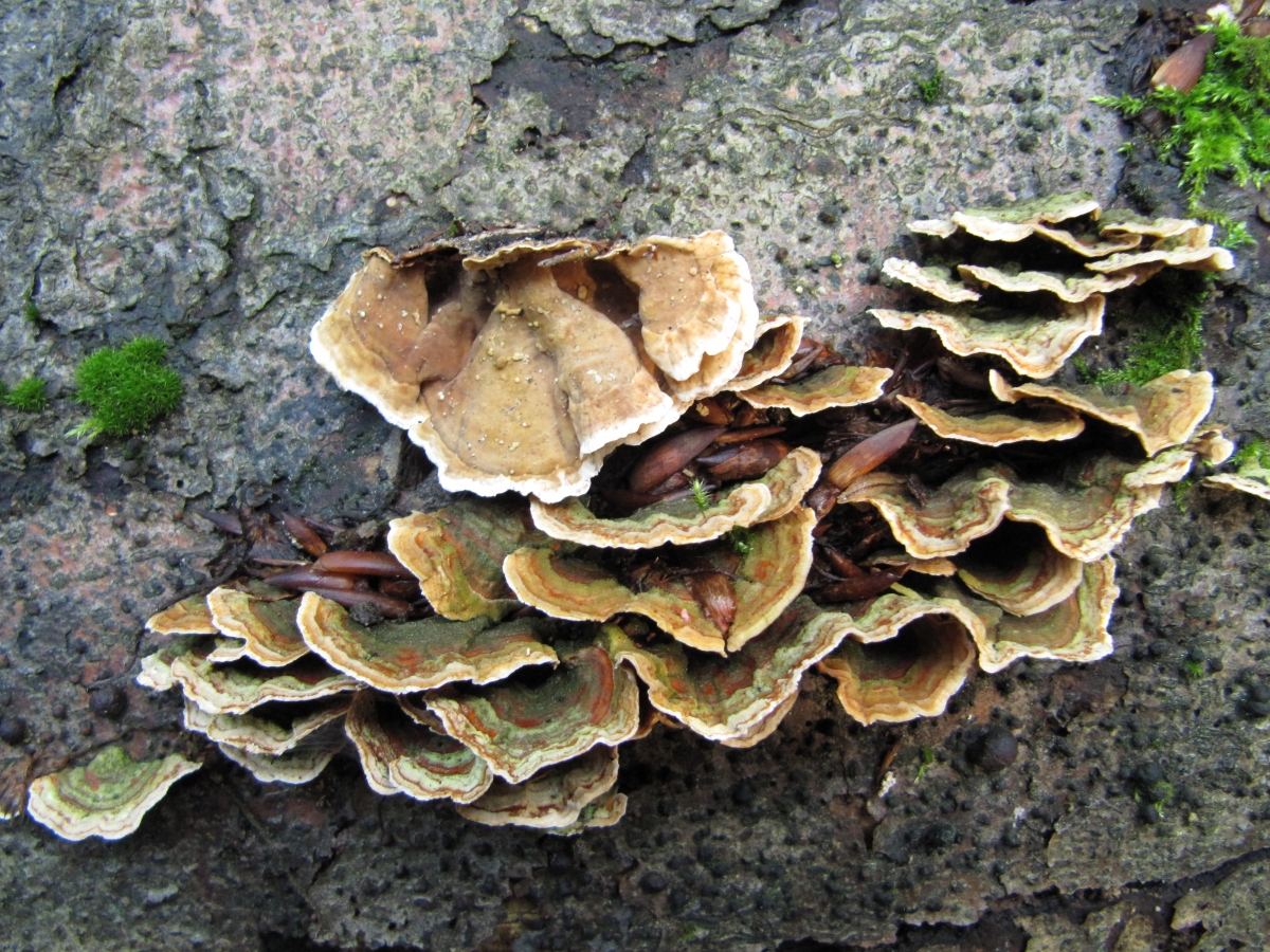 Stereum_subtomentosum.JPG