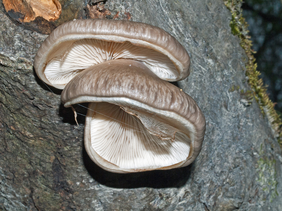 Pleurotus_calyptratus_1.jpg